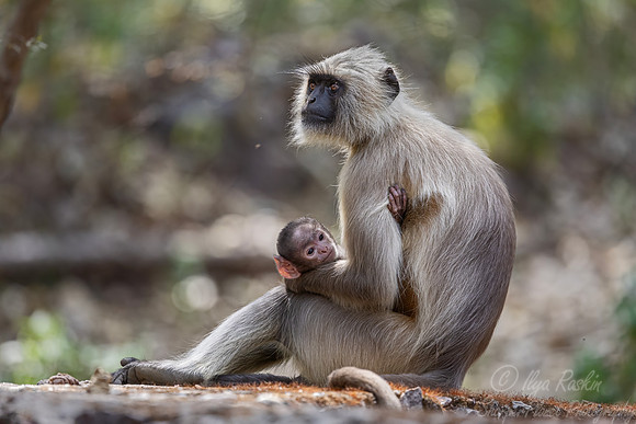 247 Gray or sacred langur (Semnopithecus entellus) - Rajistan India