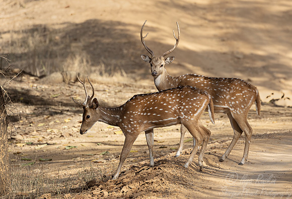 271 Chital or Spotted deer (Axis axis) - Rajistan India