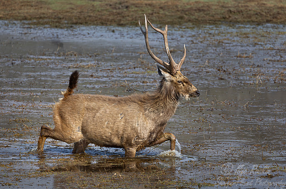 270 Sambar deer (Rusa unicolor) - Rajistan India