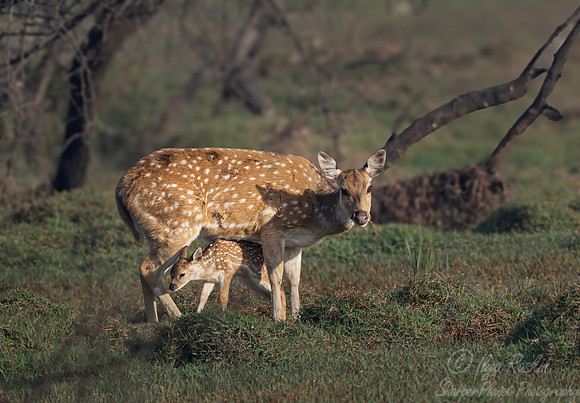 273Chital or Spotted deers (Axis axis) - Rajistan India