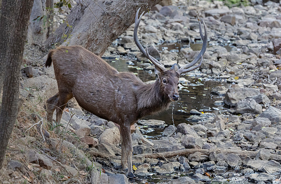 269 Sambar deer (Rusa unicolor) - Rajistan India