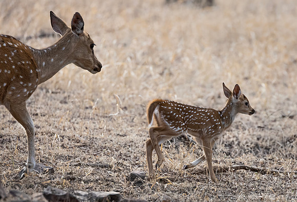 274 Chital or Spotted deers (Axis axis) - Rajistan India