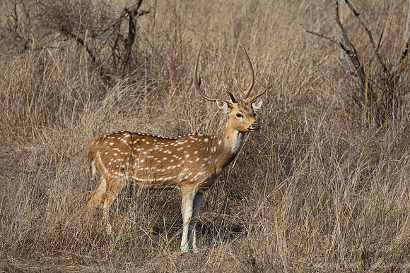272 Chital or Spotted deer (Axis axis) - Rajistan India