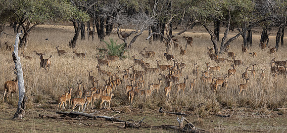 276 Chital or Spotted deers (Axis axis) - Rajistan India