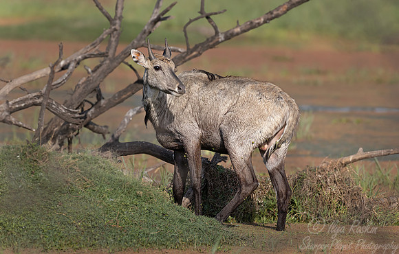277 Nilgai (Boselaphus tragocamelus) - Rajistan India