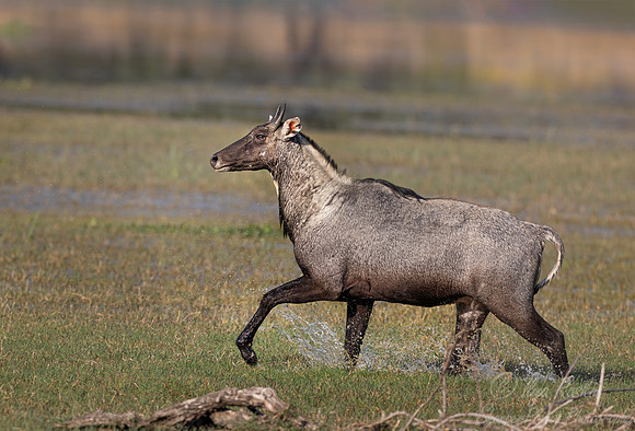 278 Nilgai (Boselaphus tragocamelus) - Rajistan India