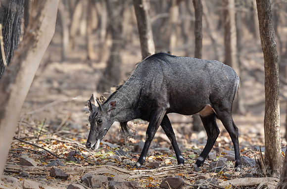 281 Nilgai (Boselaphus tragocamelus) - Rajistan India