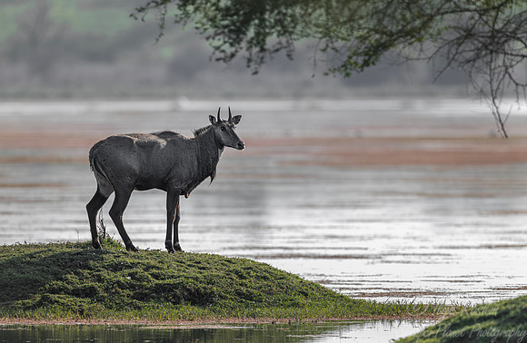 279 Nilgai (Boselaphus tragocamelus) - Rajistan India