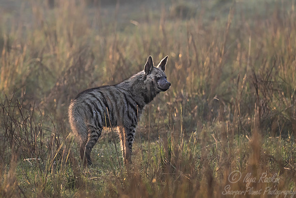 404 Striped hyena (Hyaena hyaena) - Rajistan India