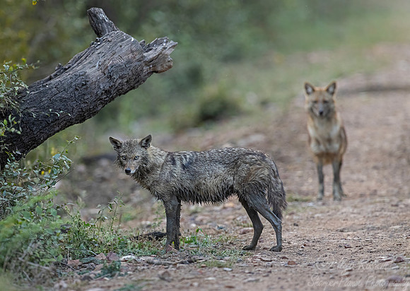 406 Golden jackals (Canis aureus) - Rajistan India