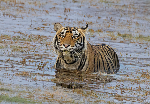 280 Bengal tiger (Panthera tigris tigris) Ranthambore NP India