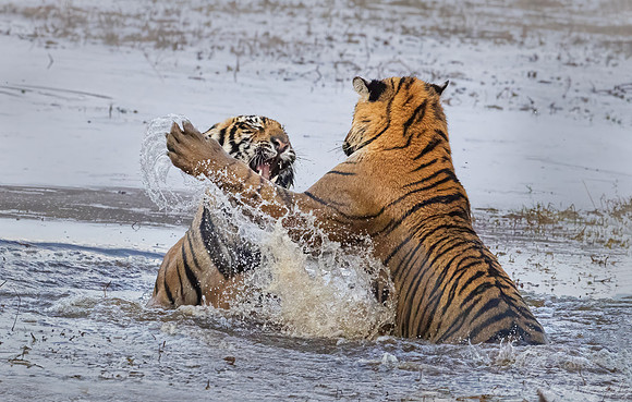 277 Bengal tigers (Panthera tigris tigris) Ranthambore NP India