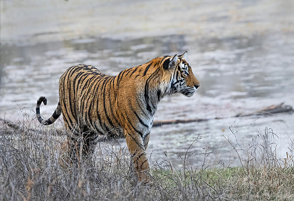 283 Bengal tiger (Panthera tigris tigris) Ranthambore NP India
