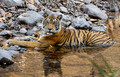 286 Bengal tiger (Panthera tigris tigris) Ranthambore NP India