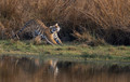 284 Bengal tiger (Panthera tigris tigris) Ranthambore NP India