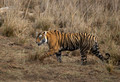 288 Bengal tiger (Panthera tigris tigris) Ranthambore NP India