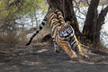 289 Bengal tiger (Panthera tigris tigris) Ranthambore NP India