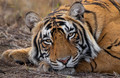 287 Bengal tiger (Panthera tigris tigris) Ranthambore NP India