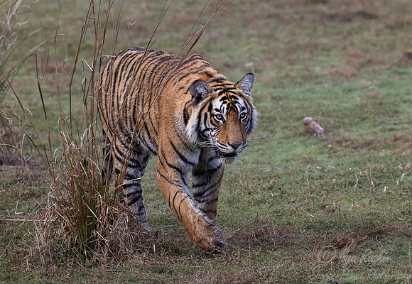 291 Bengal tiger (Panthera tigris tigris) Ranthambore NP India