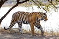 292 Bengal tiger (Panthera tigris tigris) Ranthambore NP India