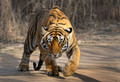 293 Bengal tiger (Panthera tigris tigris) Ranthambore NP India