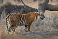 290 Bengal tiger (Panthera tigris tigris) Ranthambore NP India