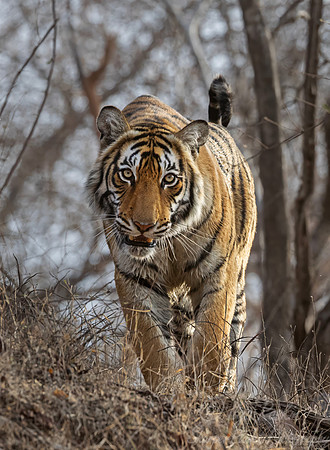 297 Bengal tiger (Panthera tigris tigris) Ranthambore NP India