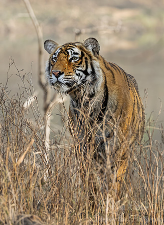 298 Bengal tiger (Panthera tigris tigris) Ranthambore NP India