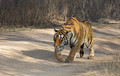 295 Bengal tiger (Panthera tigris tigris) Ranthambore NP India