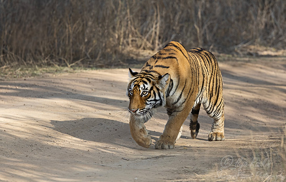 295 Bengal tiger (Panthera tigris tigris) Ranthambore NP India