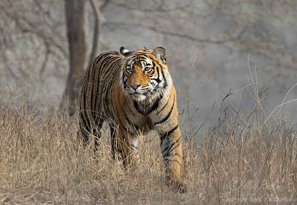 301 Bengal tiger (Panthera tigris tigris) Ranthambore NP India