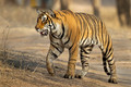 294 Bengal tiger (Panthera tigris tigris) Ranthambore NP India