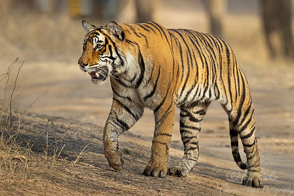 294 Bengal tiger (Panthera tigris tigris) Ranthambore NP India