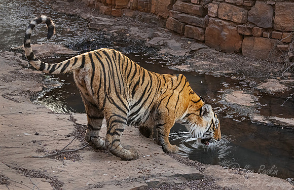 302 Bengal tiger (Panthera tigris tigris) Ranthambore NP India