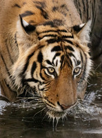 MAMMALS - CATS_NON AFRICAN 4