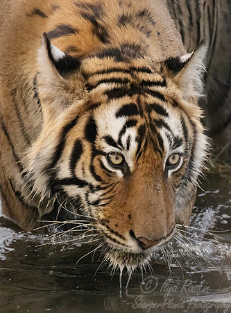 303 Bengal tiger (Panthera tigris tigris) Ranthambore NP India