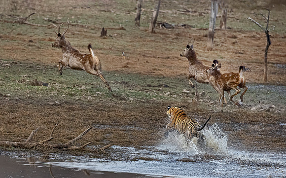 305 Bengal tiger (Panthera tigris tigris) Ranthambore NP India