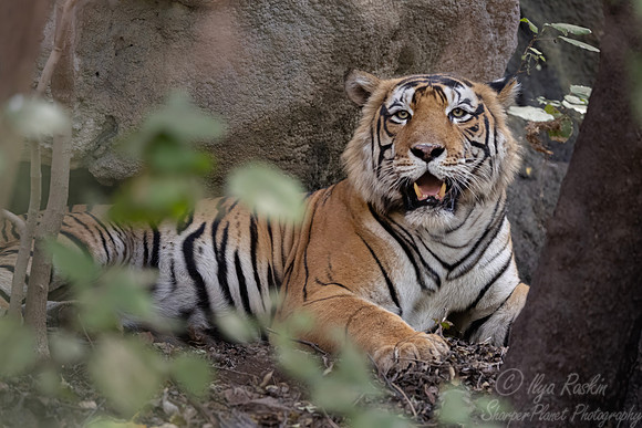 304 Bengal tiger (Panthera tigris tigris) Ranthambore NP India