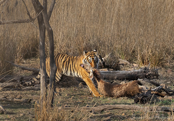 308 Bengal tiger (Panthera tigris tigris) Ranthambore NP India
