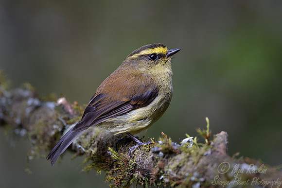 570 Yellow-bellied chat-tyrant (Silvicultrix diadema) - Colombia cloud forest