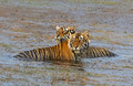 281 Bengal tigers (Panthera tigris tigris) Ranthambore NP India