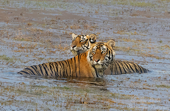 281 Bengal tigers (Panthera tigris tigris) Ranthambore NP India