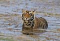 280 Bengal tiger (Panthera tigris tigris) Ranthambore NP India