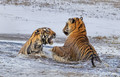 278 Bengal tigers (Panthera tigris tigris) Ranthambore NP India