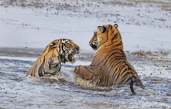 278 Bengal tigers (Panthera tigris tigris) Ranthambore NP India
