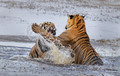 277 Bengal tigers (Panthera tigris tigris) Ranthambore NP India