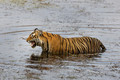 282 Bengal tiger (Panthera tigris tigris) Ranthambore NP India