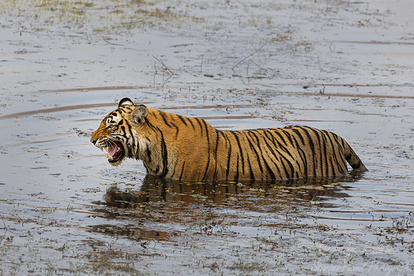 282 Bengal tiger (Panthera tigris tigris) Ranthambore NP India