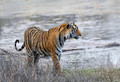 283 Bengal tiger (Panthera tigris tigris) Ranthambore NP India