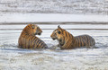 279 Bengal tigers (Panthera tigris tigris) Ranthambore NP India